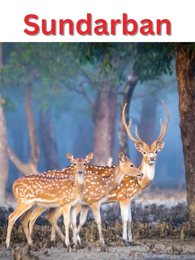 Top 10 tourist places in Sundarban